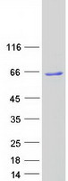 FLJ22028 Protein - Purified recombinant protein PYROXD1 was analyzed by SDS-PAGE gel and Coomassie Blue Staining