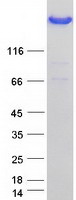 FLNA / Filamin A Protein - Purified recombinant protein FLNA was analyzed by SDS-PAGE gel and Coomassie Blue Staining