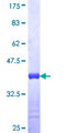 FLNB / TAP Protein - 12.5% SDS-PAGE Stained with Coomassie Blue.