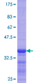 FLOT1 / Flotillin 1 Protein - 12.5% SDS-PAGE Stained with Coomassie Blue.