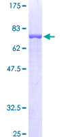 FLOT2 / Flotillin 2 Protein - 12.5% SDS-PAGE of human FLOT2 stained with Coomassie Blue