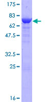 FLOT2 / Flotillin 2 Protein - 12.5% SDS-PAGE of human FLOT2 stained with Coomassie Blue
