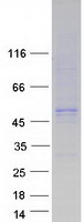 FLOT2 / Flotillin 2 Protein - Purified recombinant protein FLOT2 was analyzed by SDS-PAGE gel and Coomassie Blue Staining
