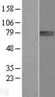FLRT1 Protein - Western validation with an anti-DDK antibody * L: Control HEK293 lysate R: Over-expression lysate