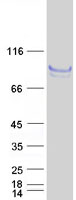 FLRT1 Protein - Purified recombinant protein FLRT1 was analyzed by SDS-PAGE gel and Coomassie Blue Staining