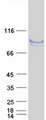 FLRT1 Protein - Purified recombinant protein FLRT1 was analyzed by SDS-PAGE gel and Coomassie Blue Staining