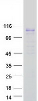 FLRT2 Protein - Purified recombinant protein FLRT2 was analyzed by SDS-PAGE gel and Coomassie Blue Staining