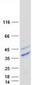 FLT3LG / Flt3 Ligand Protein - Purified recombinant protein FLT3LG was analyzed by SDS-PAGE gel and Coomassie Blue Staining
