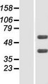 FLVCR2 Protein - Western validation with an anti-DDK antibody * L: Control HEK293 lysate R: Over-expression lysate