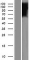 FLVCR2 Protein - Western validation with an anti-DDK antibody * L: Control HEK293 lysate R: Over-expression lysate