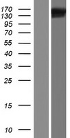 FMNL1 Protein - Western validation with an anti-DDK antibody * L: Control HEK293 lysate R: Over-expression lysate