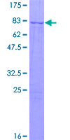FMNL1 Protein - 12.5% SDS-PAGE of human FMNL1 stained with Coomassie Blue
