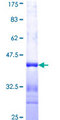 FMNL1 Protein - 12.5% SDS-PAGE Stained with Coomassie Blue.