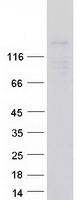FMNL2 Protein - Purified recombinant protein FMNL2 was analyzed by SDS-PAGE gel and Coomassie Blue Staining