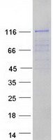 FMNL3 Protein - Purified recombinant protein FMNL3 was analyzed by SDS-PAGE gel and Coomassie Blue Staining