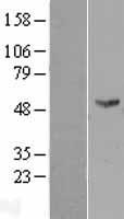FMO2 Protein - Western validation with an anti-DDK antibody * L: Control HEK293 lysate R: Over-expression lysate