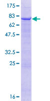 FMO2 Protein - 12.5% SDS-PAGE of human FMO2 stained with Coomassie Blue