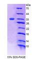 FMO2 Protein - Recombinant Flavin Containing Monooxygenase 2, Non Functional By SDS-PAGE