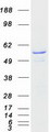FMO2 Protein - Purified recombinant protein FMO2 was analyzed by SDS-PAGE gel and Coomassie Blue Staining