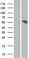 FMO3 Protein - Western validation with an anti-DDK antibody * L: Control HEK293 lysate R: Over-expression lysate