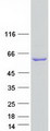 FMO3 Protein - Purified recombinant protein FMO3 was analyzed by SDS-PAGE gel and Coomassie Blue Staining