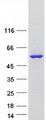 FMO3 Protein - Purified recombinant protein FMO3 was analyzed by SDS-PAGE gel and Coomassie Blue Staining