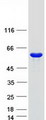 FMO5 Protein - Purified recombinant protein FMO5 was analyzed by SDS-PAGE gel and Coomassie Blue Staining