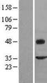 FMOD / Fibromodulin Protein - Western validation with an anti-DDK antibody * L: Control HEK293 lysate R: Over-expression lysate