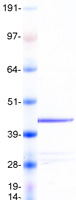 FMOD / Fibromodulin Protein - Purified recombinant protein FMOD was analyzed by SDS-PAGE gel and Coomassie Blue Staining
