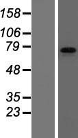 FMR1 / FMRP Protein - Western validation with an anti-DDK antibody * L: Control HEK293 lysate R: Over-expression lysate
