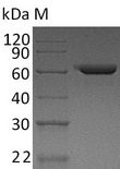 FN1 / Fibronectin Protein - (Tris-Glycine gel) Discontinuous SDS-PAGE (reduced) with 5% enrichment gel and 15% separation gel.