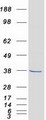 FN3K / Fructosamine-3-Kinase Protein - Purified recombinant protein FN3K was analyzed by SDS-PAGE gel and Coomassie Blue Staining