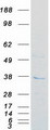 FN3KL / FN3KRP Protein - Purified recombinant protein FN3KRP was analyzed by SDS-PAGE gel and Coomassie Blue Staining