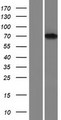FNBP1 / FBP17 Protein - Western validation with an anti-DDK antibody * L: Control HEK293 lysate R: Over-expression lysate