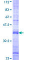 FNBP1 / FBP17 Protein - 12.5% SDS-PAGE Stained with Coomassie Blue.