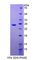 FNBP1 / FBP17 Protein - Recombinant  Formin Binding Protein 1 By SDS-PAGE