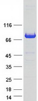 FNBP1 / FBP17 Protein - Purified recombinant protein FNBP1 was analyzed by SDS-PAGE gel and Coomassie Blue Staining