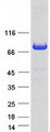 FNBP1 / FBP17 Protein - Purified recombinant protein FNBP1 was analyzed by SDS-PAGE gel and Coomassie Blue Staining