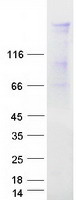 FNBP4 Protein - Purified recombinant protein FNBP4 was analyzed by SDS-PAGE gel and Coomassie Blue Staining