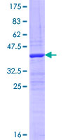 FNDC1 Protein - 12.5% SDS-PAGE Stained with Coomassie Blue.
