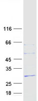 FNDC4 Protein - Purified recombinant protein FNDC4 was analyzed by SDS-PAGE gel and Coomassie Blue Staining