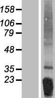 FNDC5 / Irisin Protein - Western validation with an anti-DDK antibody * L: Control HEK293 lysate R: Over-expression lysate