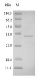 FNDC5 / Irisin Protein - (Tris-Glycine gel) Discontinuous SDS-PAGE (reduced) with 5% enrichment gel and 15% separation gel.