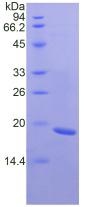 FNDC5 / Irisin Protein - Recombinant Fibronectin Type III Domain Containing Protein 5 By SDS-PAGE