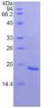 FNDC5 / Irisin Protein - Recombinant Fibronectin Type III Domain Containing Protein 5 By SDS-PAGE