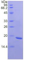 FNDC5 / Irisin Protein - Active Fibronectin Type III Domain Containing Protein 5 (FNDC5) by SDS-PAGE