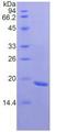 FNDC5 / Irisin Protein - Active Fibronectin Type III Domain Containing Protein 5 (FNDC5) by SDS-PAGE