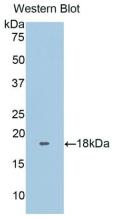 FNDC5 / Irisin Protein - Active Fibronectin Type III Domain Containing Protein 5 (FNDC5) by WB