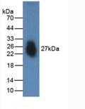 FNDC5 / Irisin Protein - Active Fibronectin Type III Domain Containing Protein 5 (FNDC5) by WB