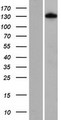 FNIP1 Protein - Western validation with an anti-DDK antibody * L: Control HEK293 lysate R: Over-expression lysate
